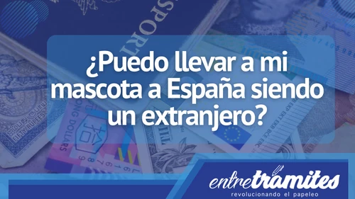 Si eres extranjero y deseas traer a tu mascota a España, este post te dará tips al momento de hacerlo.